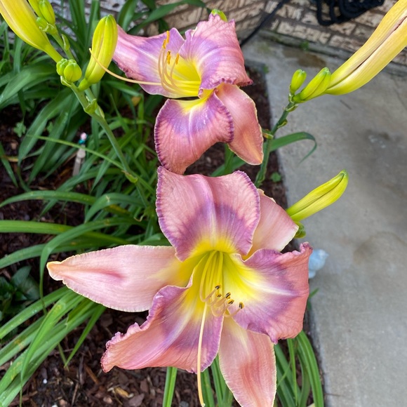 Meet your Posher, Cathy - Picture 3 of 4